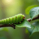 Gros plan d'une branche de pommier avec une chenille verte sur une feuille