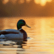 Canard mallard glissant sur un lac au coucher de soleil