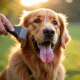 Golden retriever brossé en extérieur par beau temps
